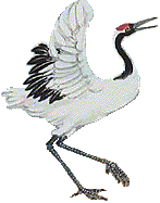 Bai Hok Pai